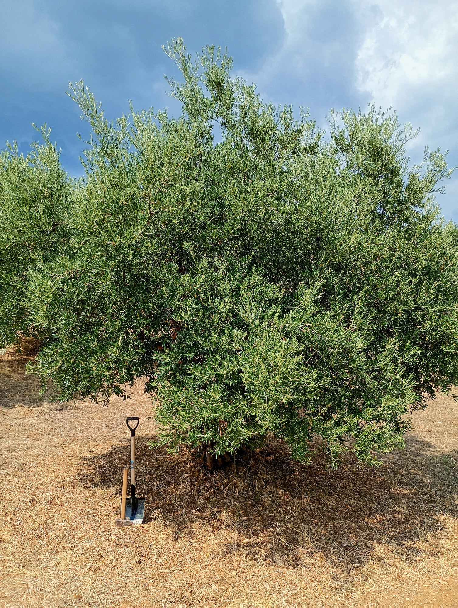 vita-olio Kalabrien