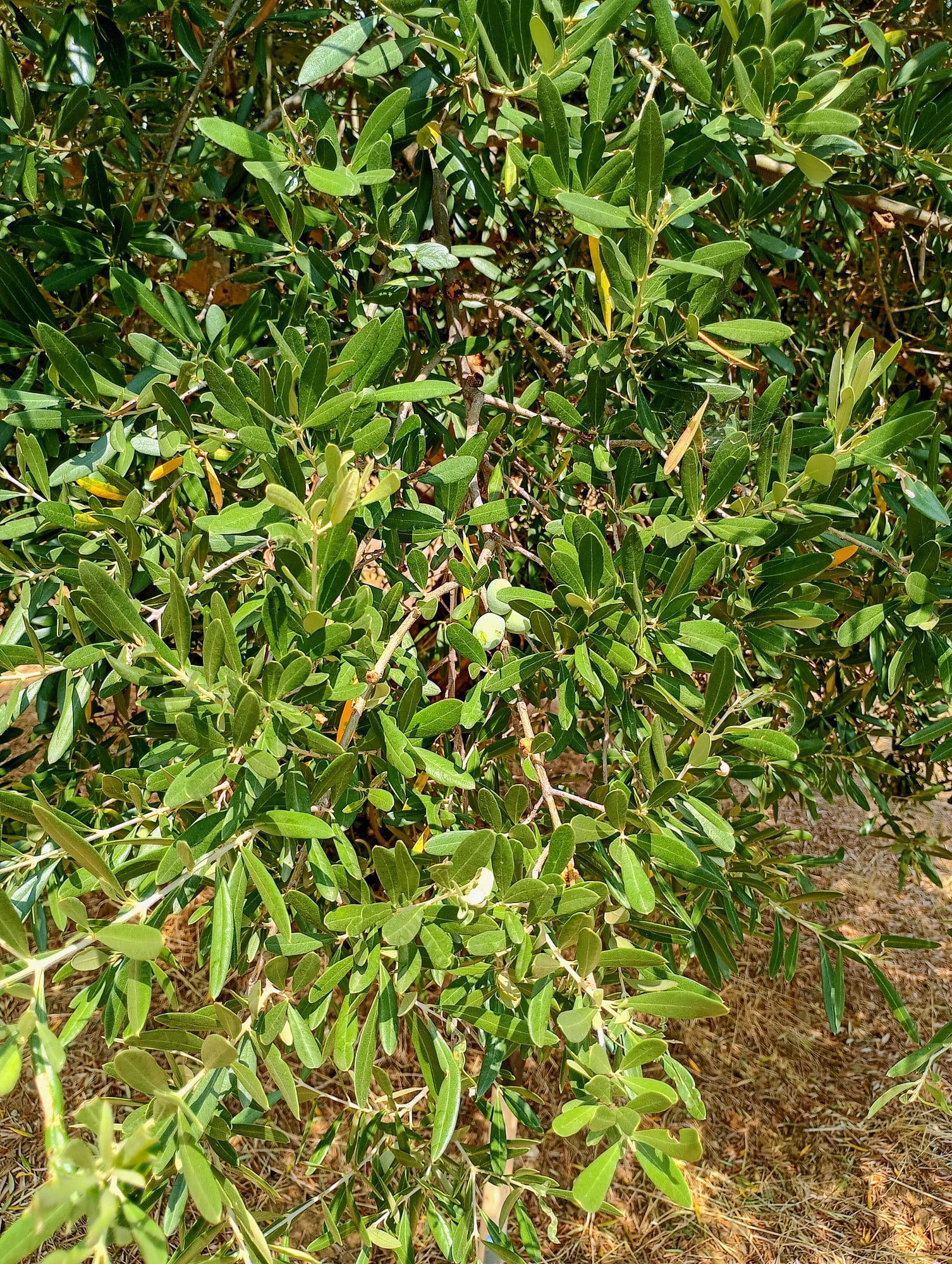vita-olio Kalabrien