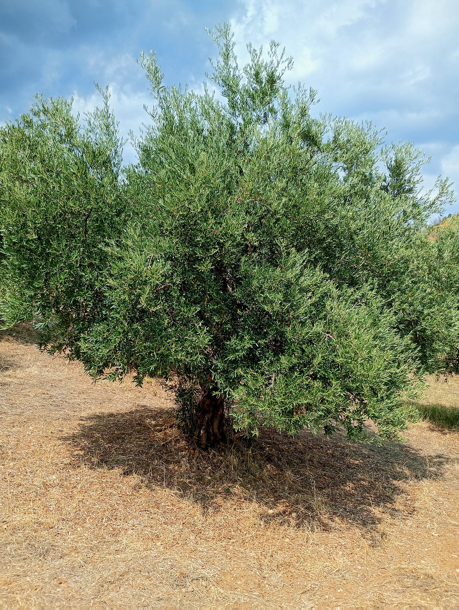 vita-olio Kalabrien