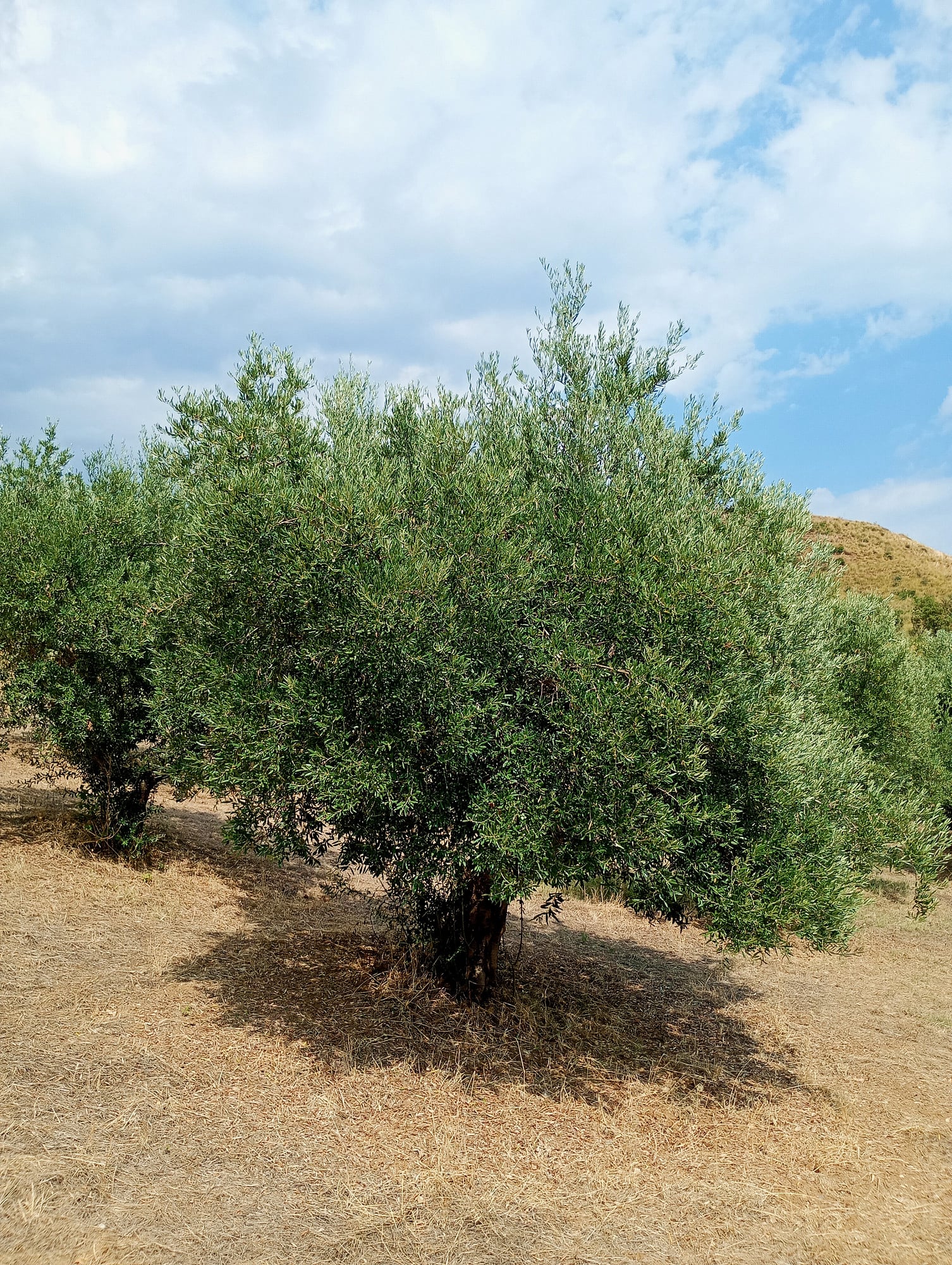 vita-olio Kalabrien
