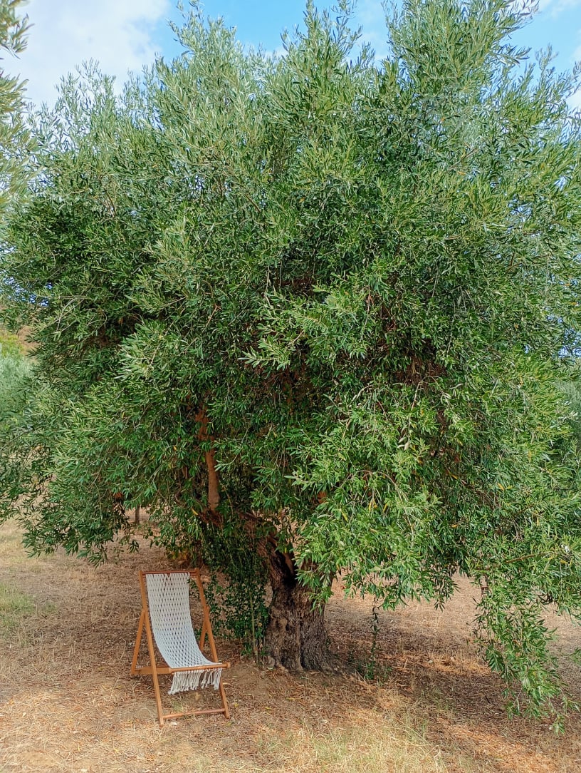 vita-olio Kalabrien