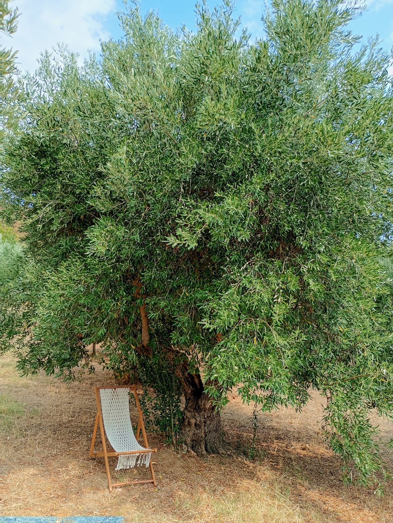 vita-olio Kalabrien