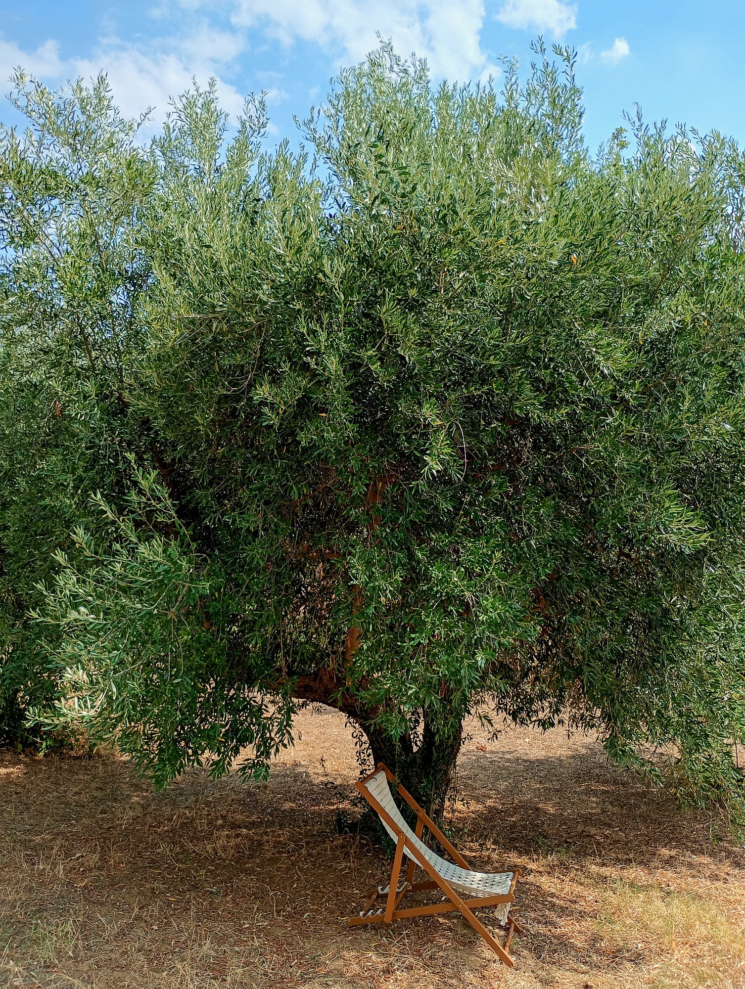 vita-olio Kalabrien