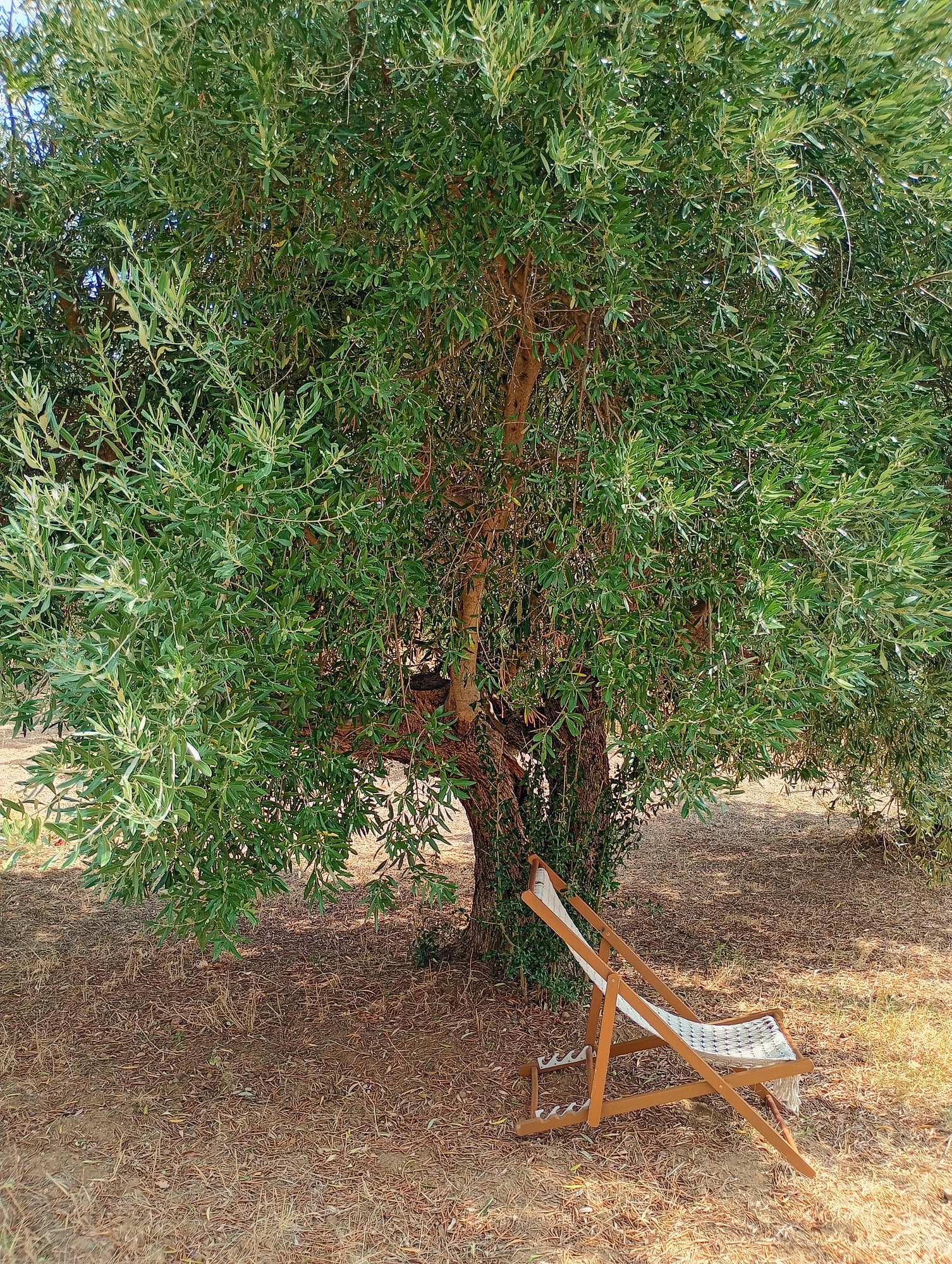 vita-olio Kalabrien