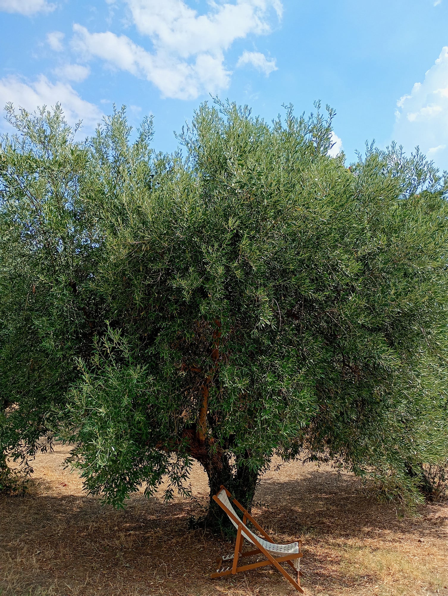 vita-olio Kalabrien