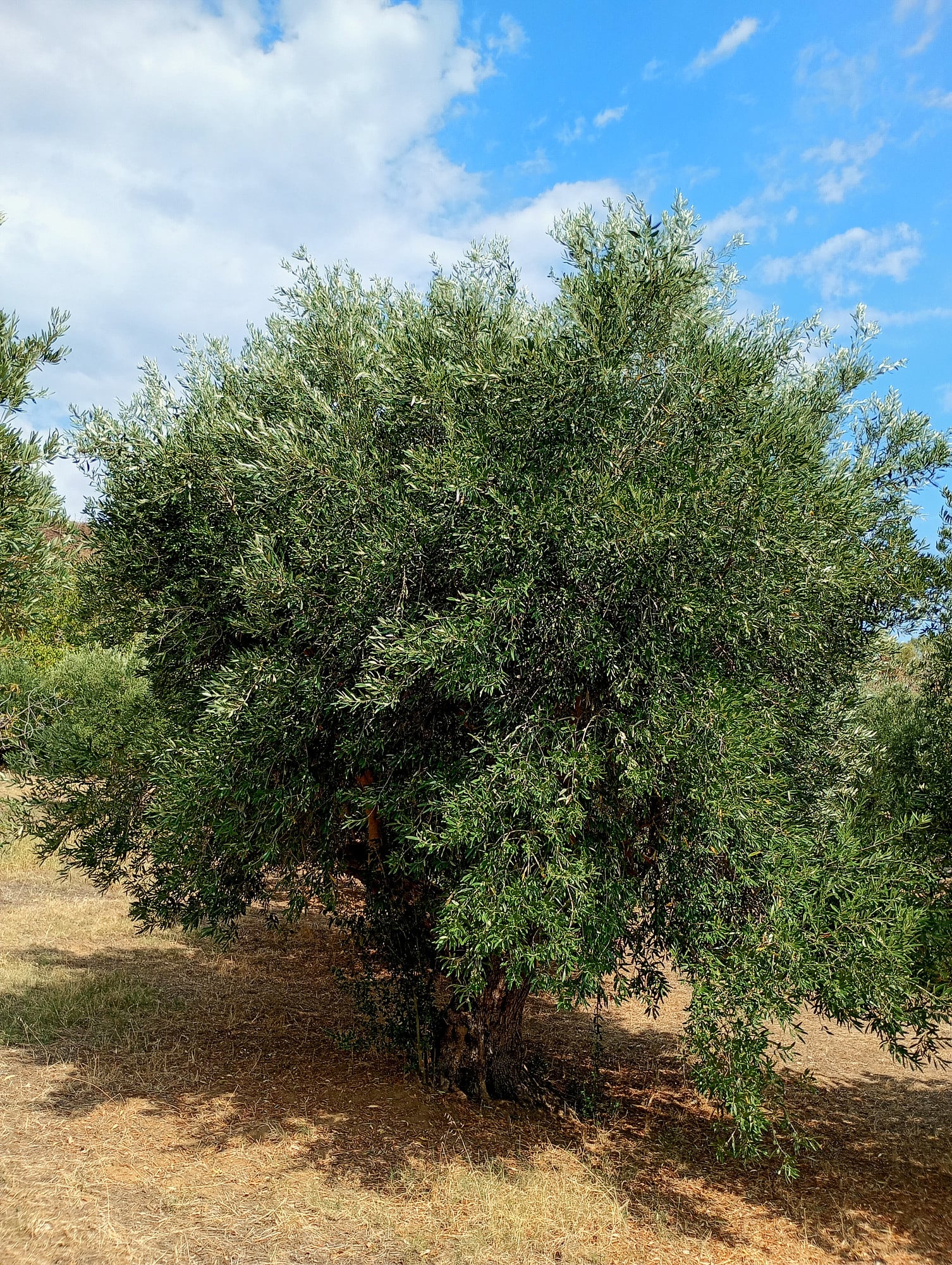 vita-olio Kalabrien