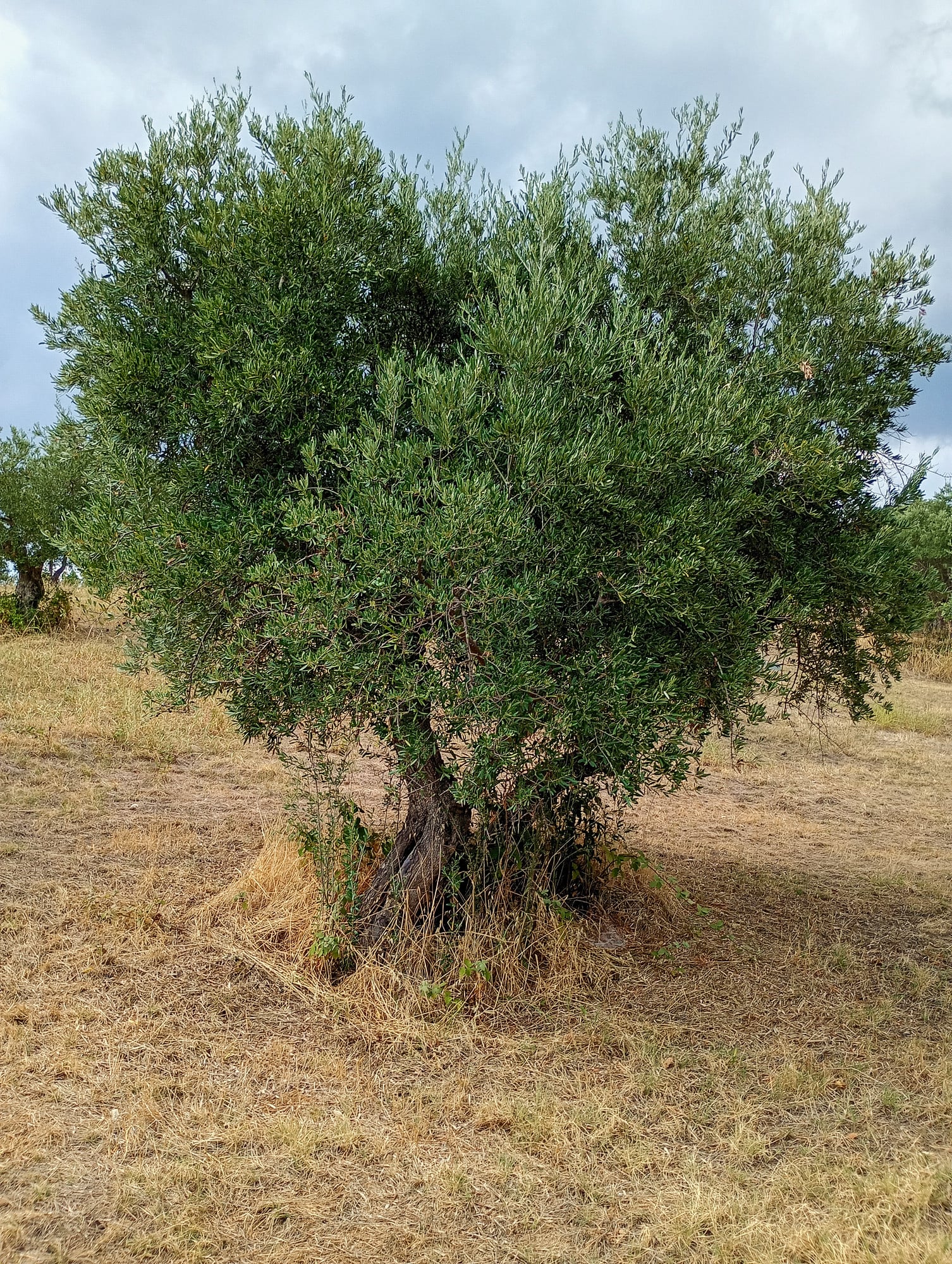 vita-olio Kalabrien
