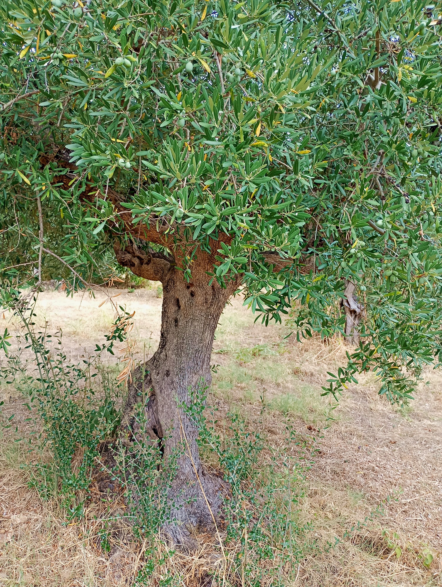 vita-olio Kalabrien