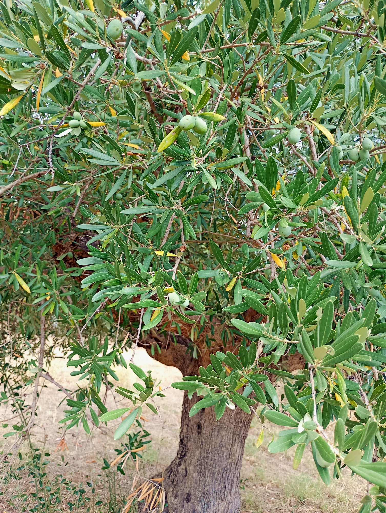 vita-olio Kalabrien