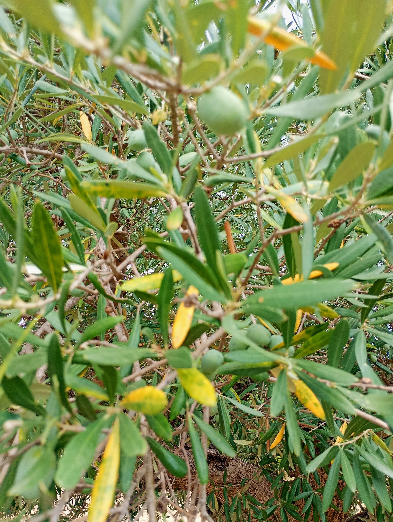 vita-olio Kalabrien