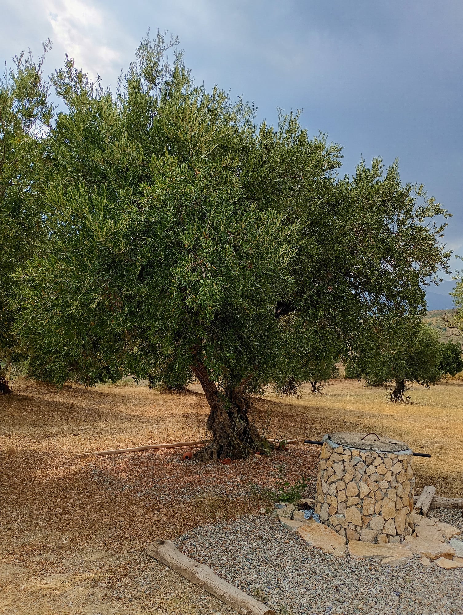 vita-olio Kalabrien