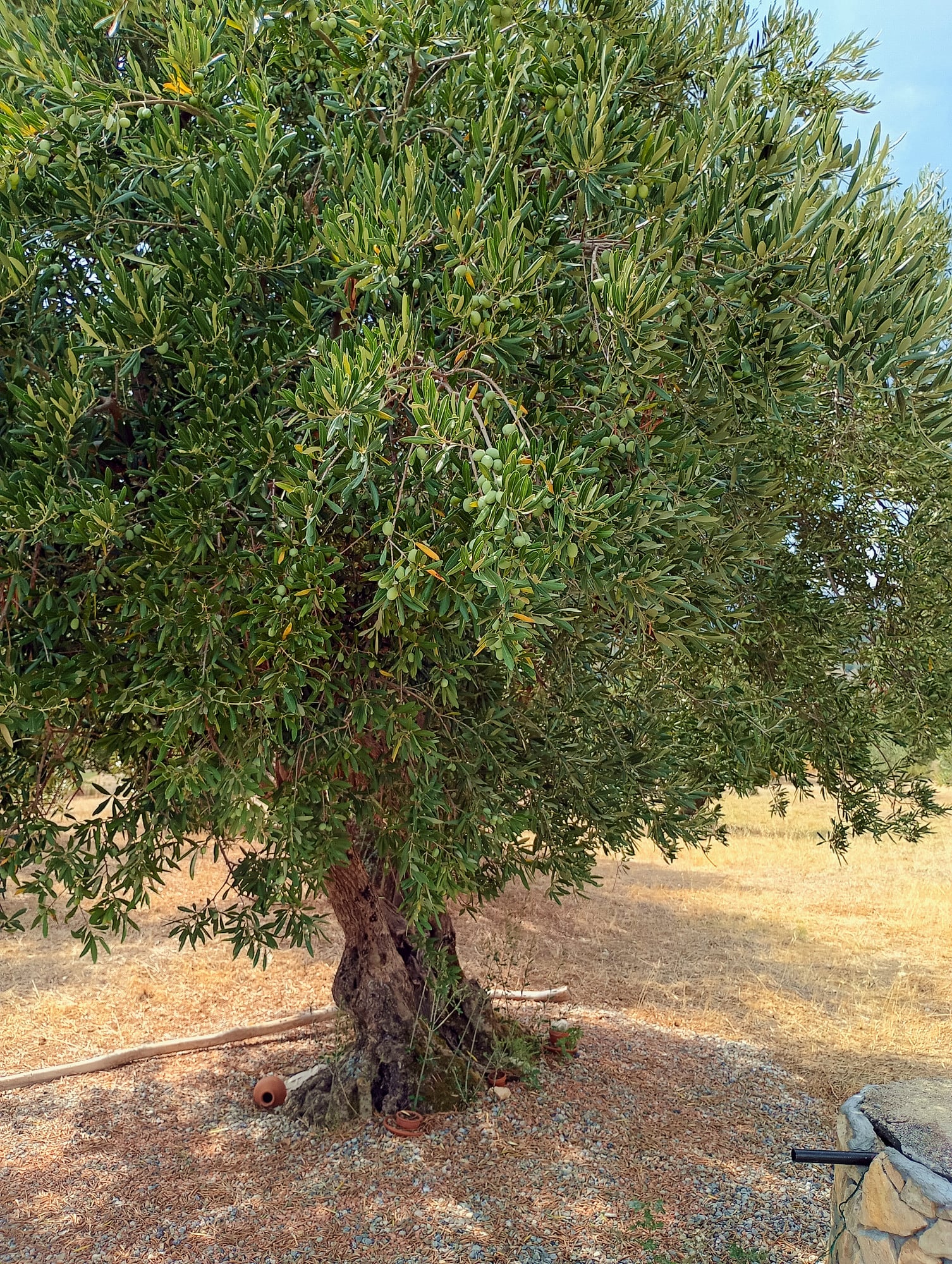 vita-olio Kalabrien