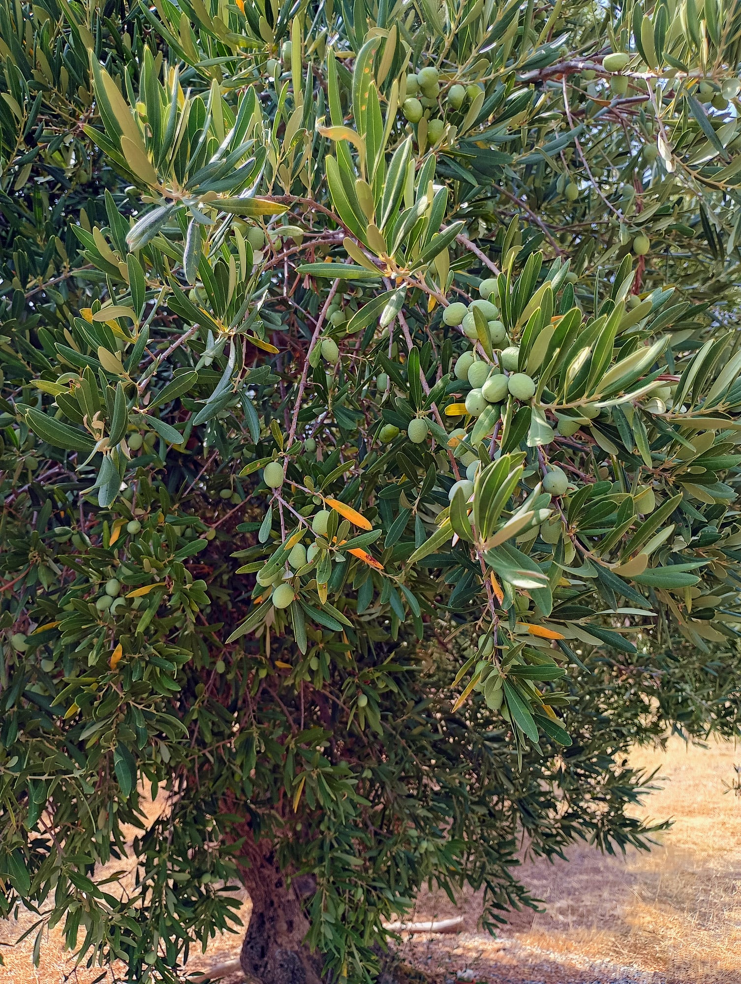 vita-olio Kalabrien