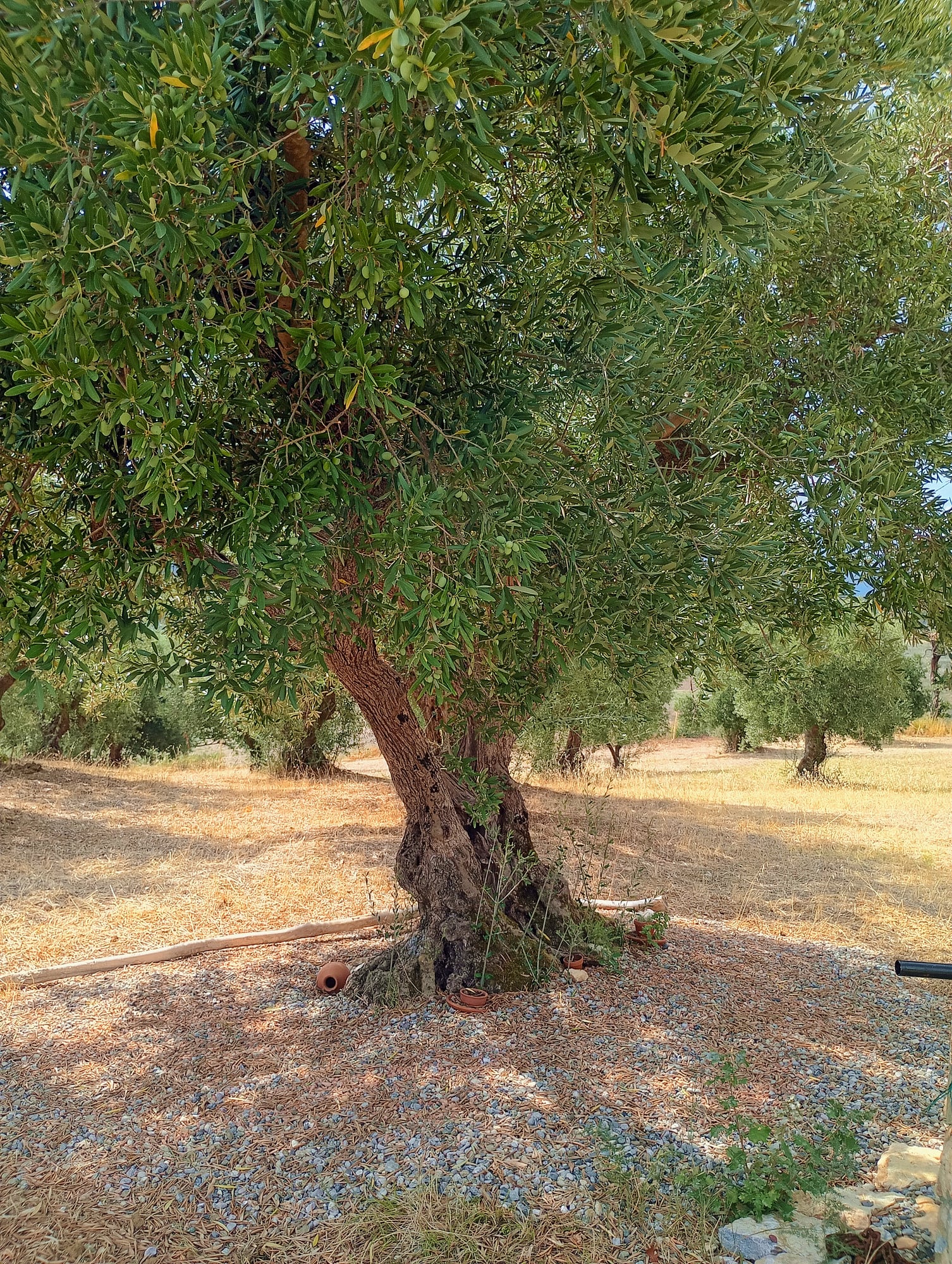 vita-olio Kalabrien