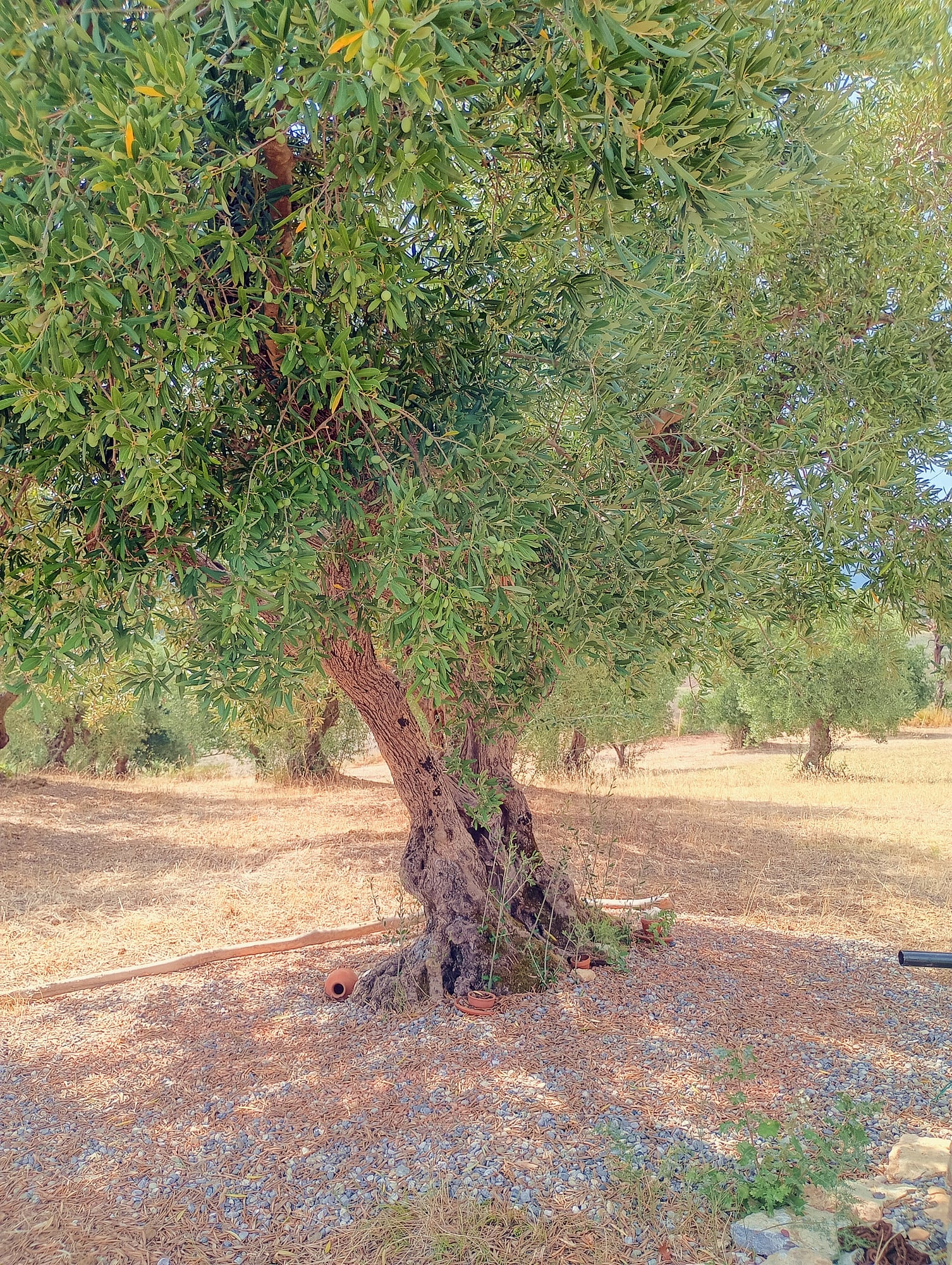 vita-olio Kalabrien