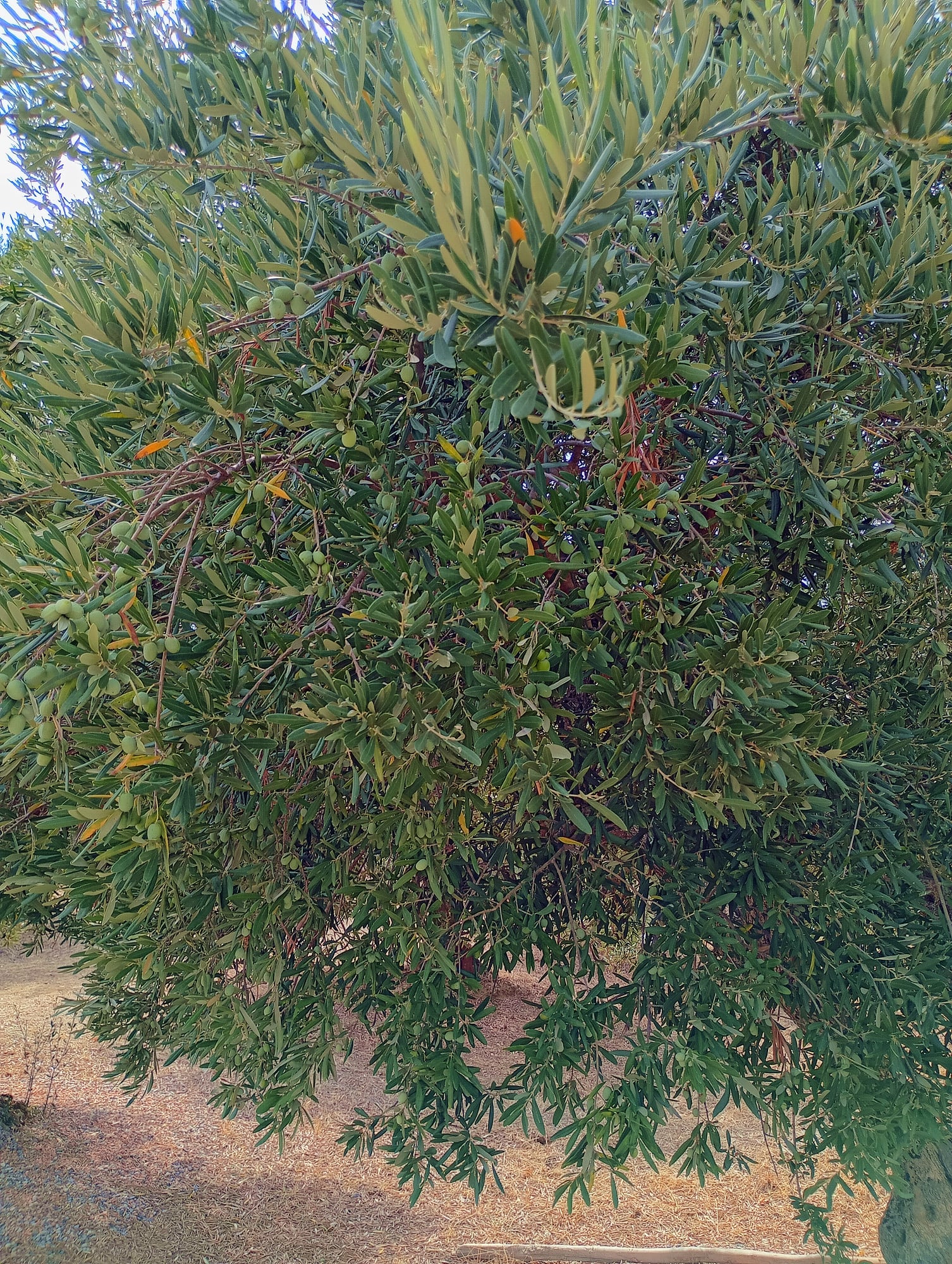 vita-olio Kalabrien