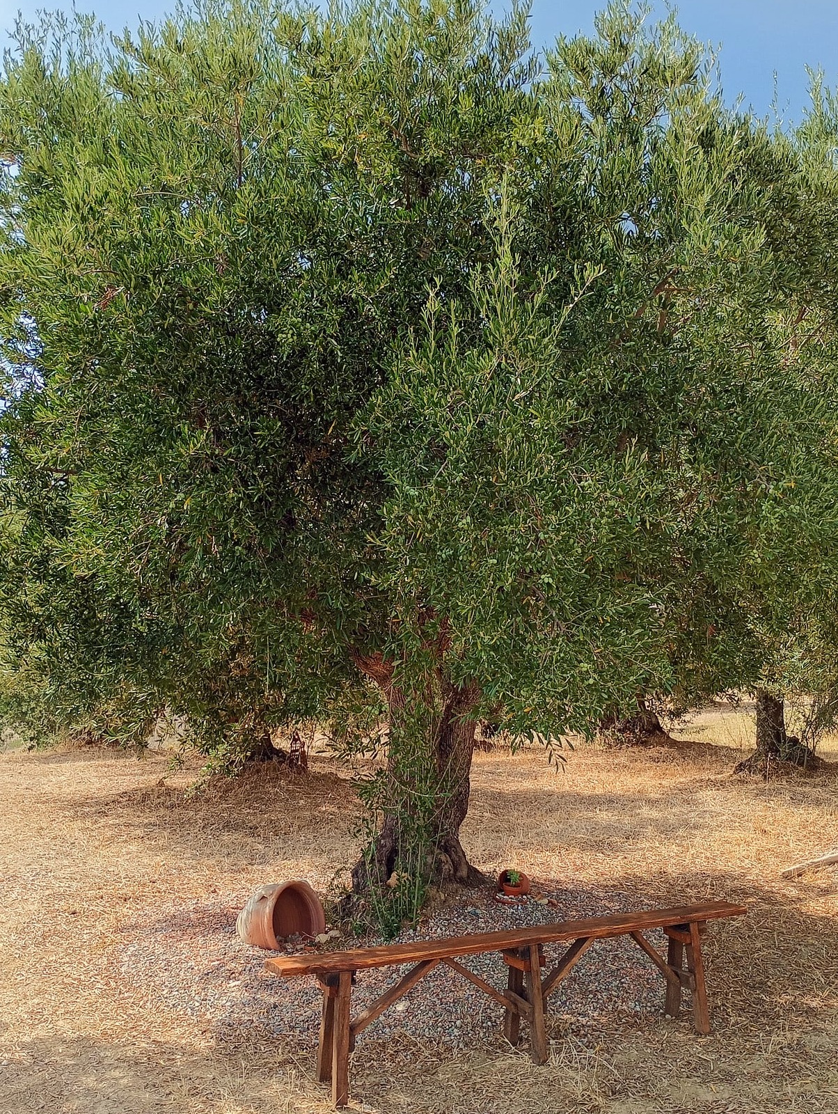 vita-olio Kalabrien