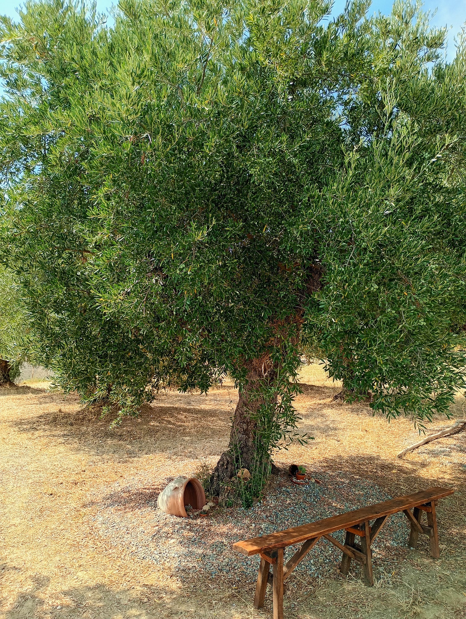 vita-olio Kalabrien