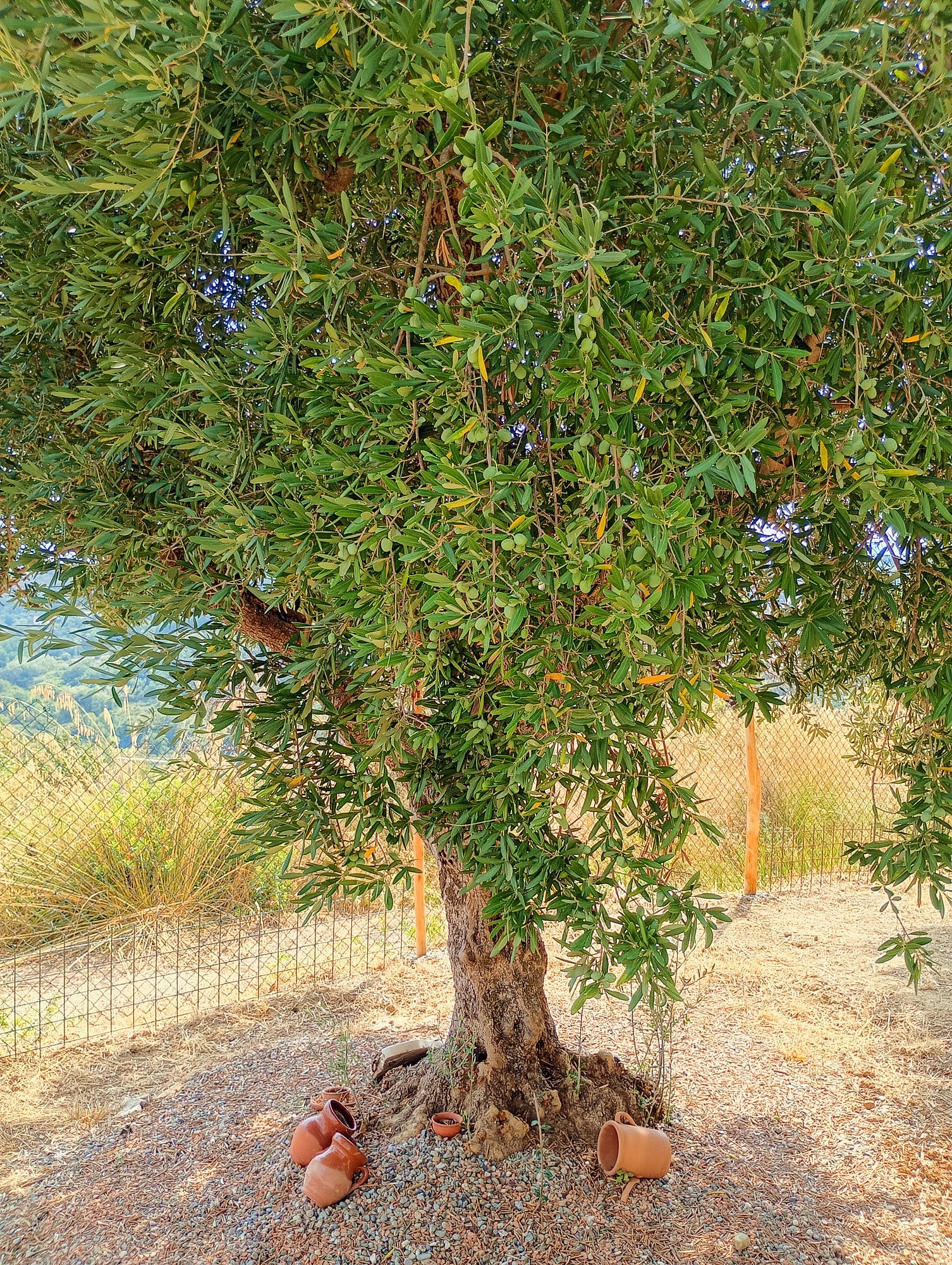 vita-olio Kalabrien
