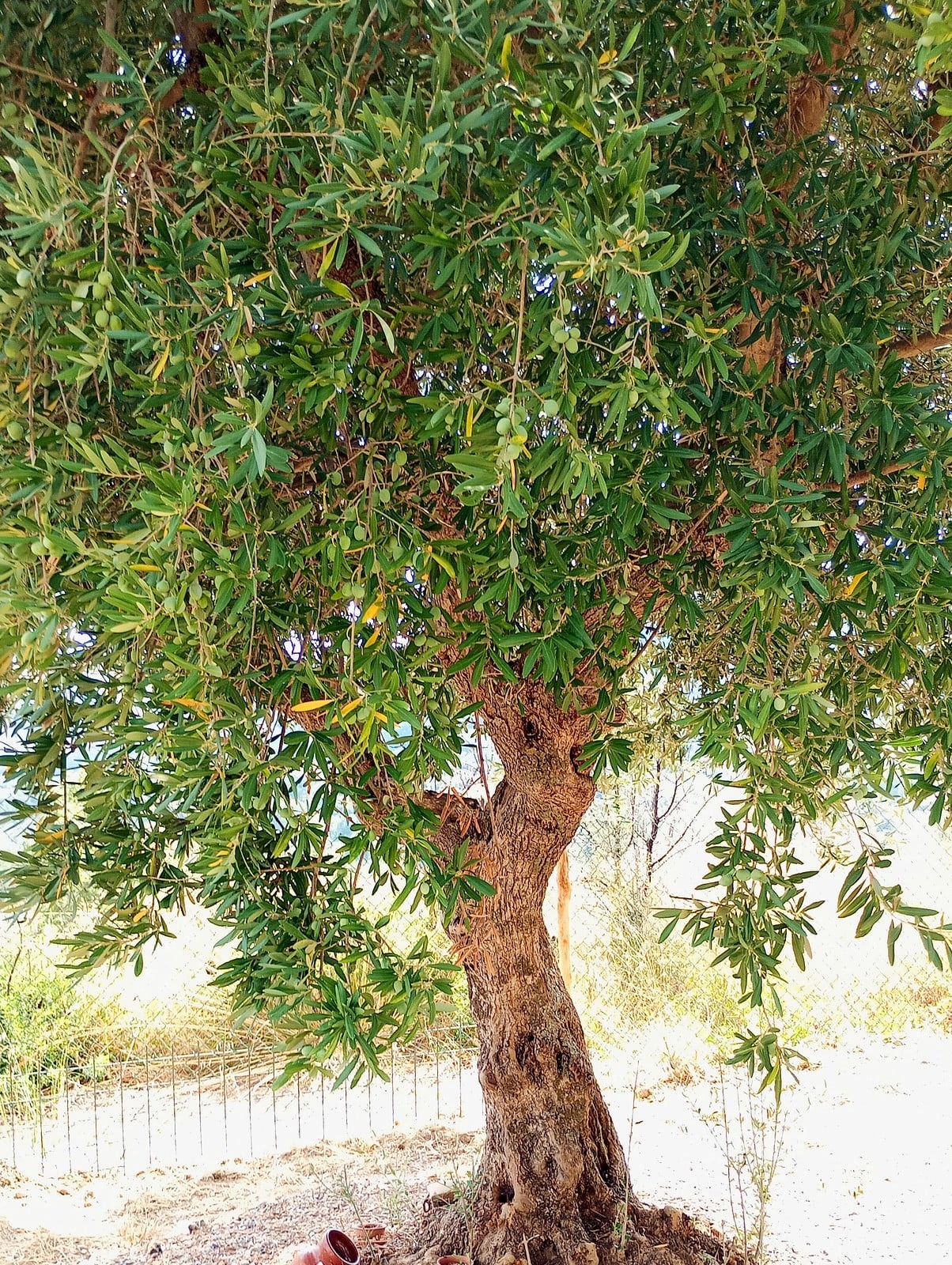 vita-olio Kalabrien