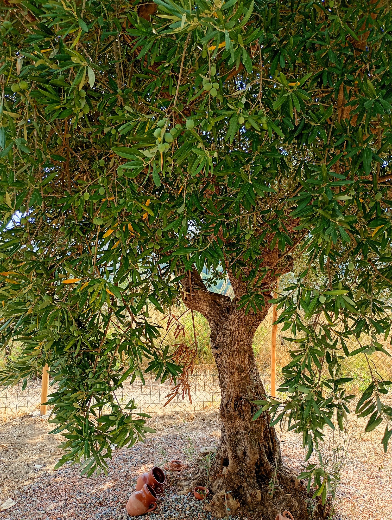 vita-olio Kalabrien