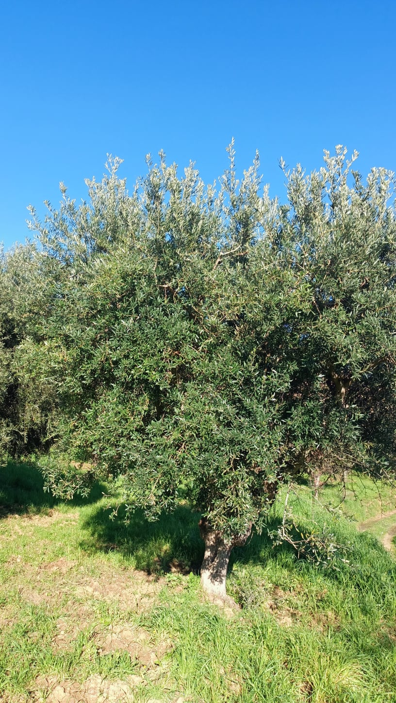 vita-olio Kalabrien