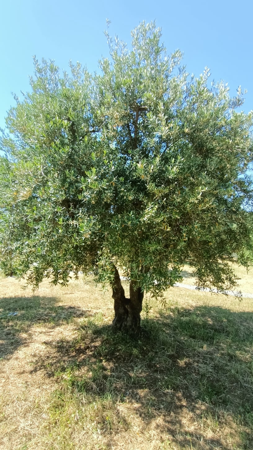 vita-olio Kalabrien