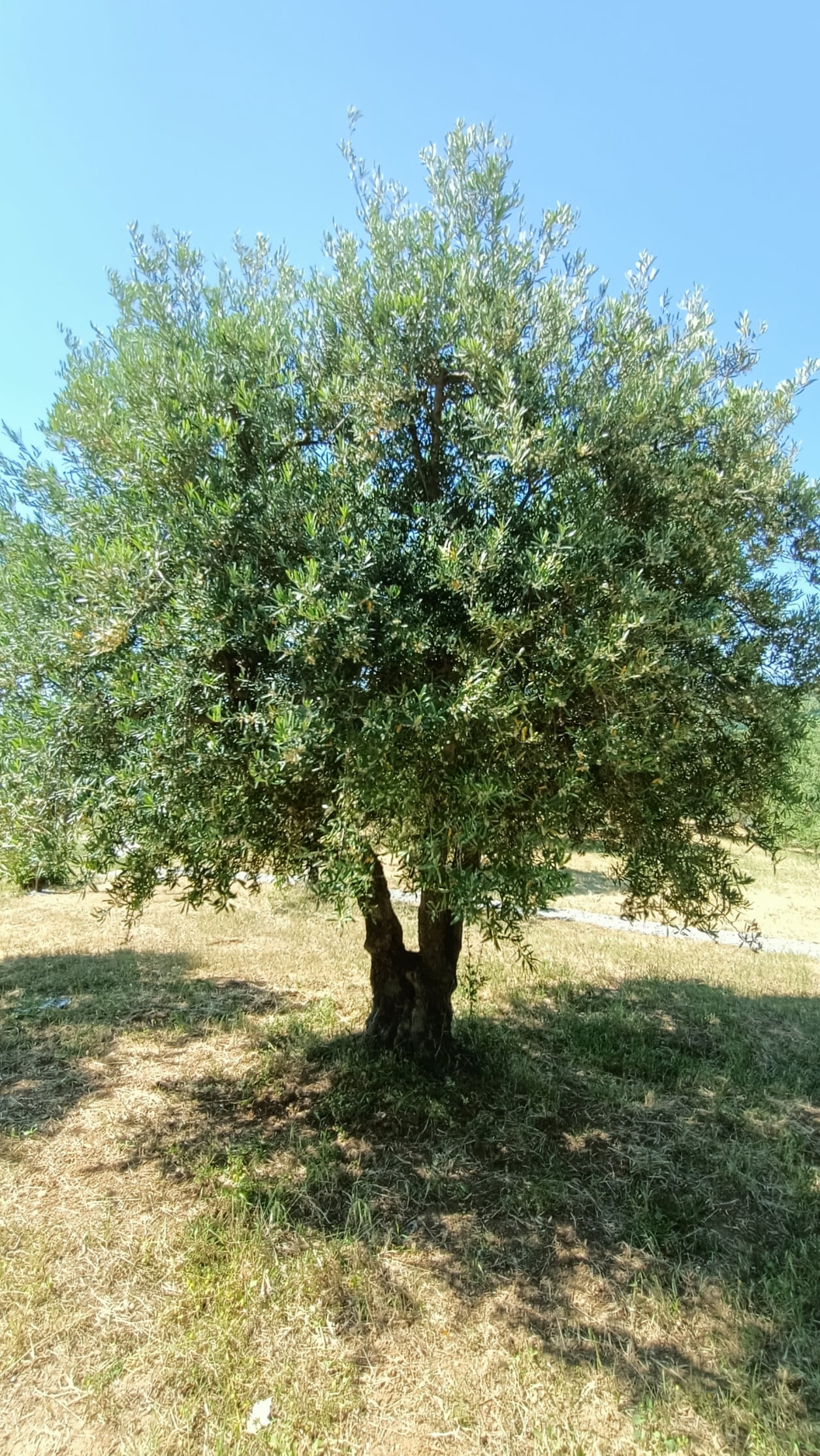 vita-olio Kalabrien