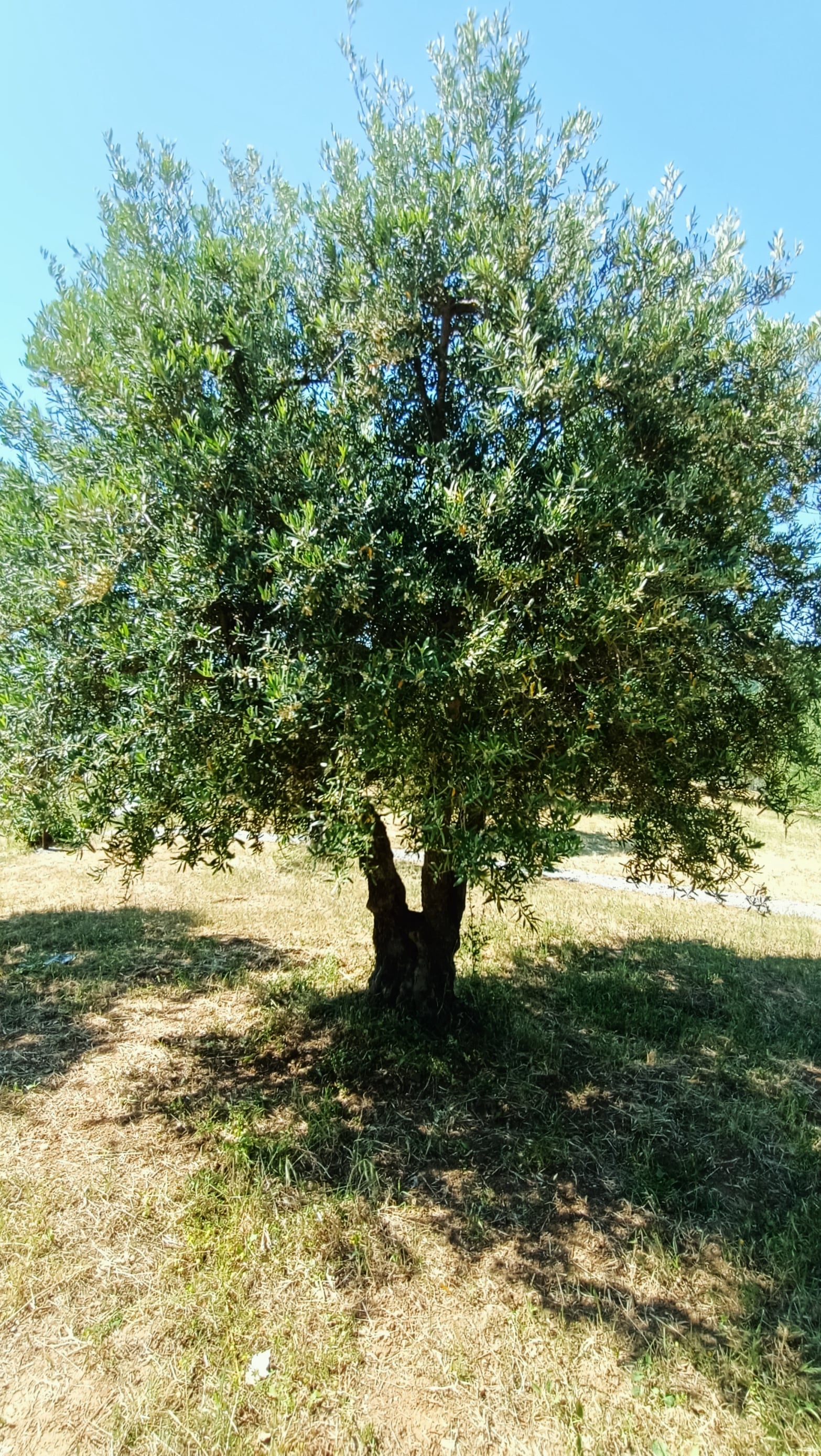 vita-olio Kalabrien