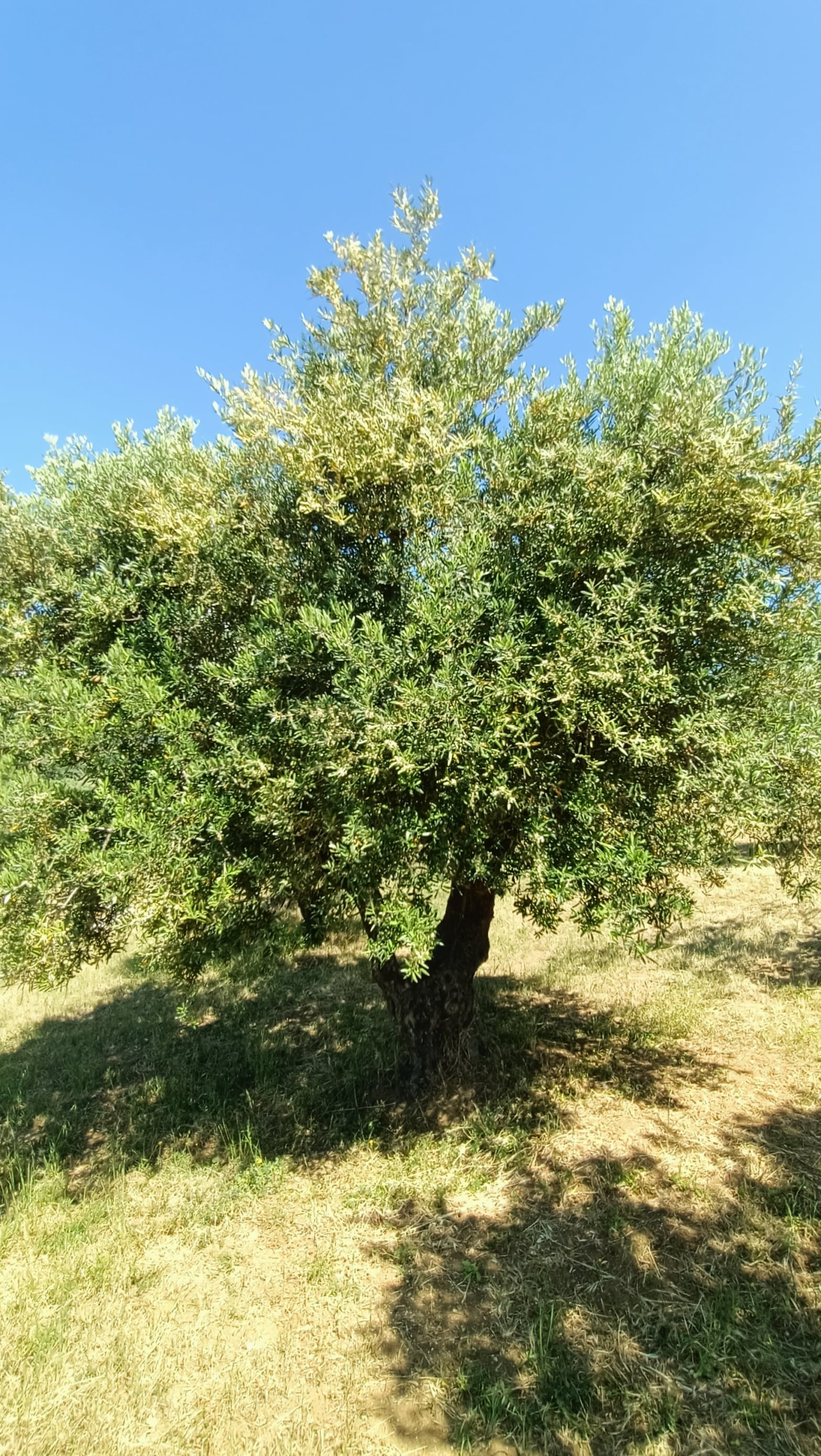 vita-olio Kalabrien