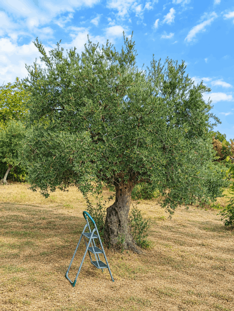 vita-olio Kalabrien