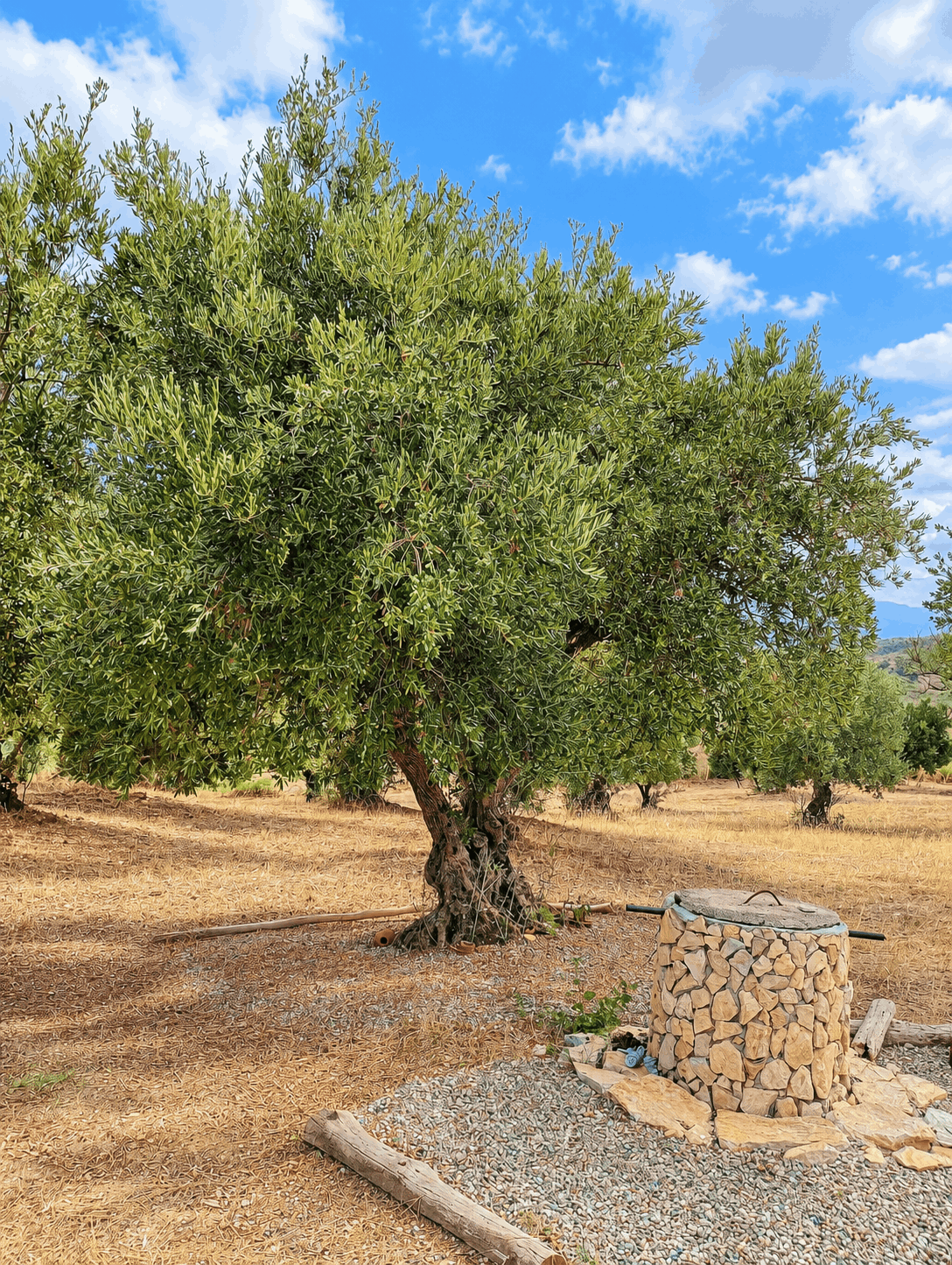 vita-olio Kalabrien