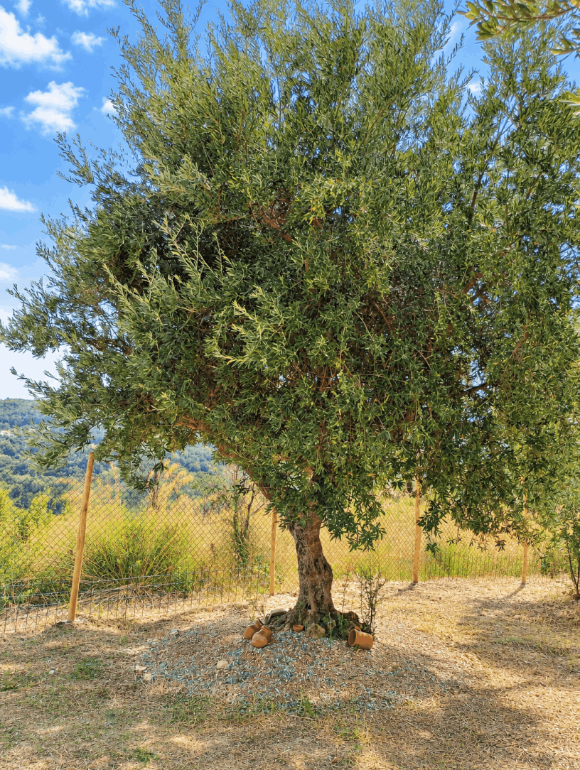 vita-olio Kalabrien