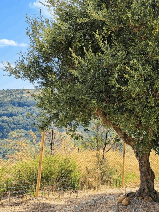 vita-olio Kalabrien