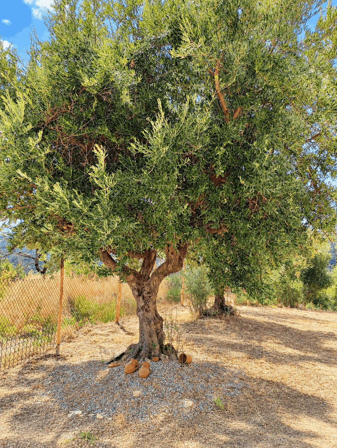 vita-olio Kalabrien
