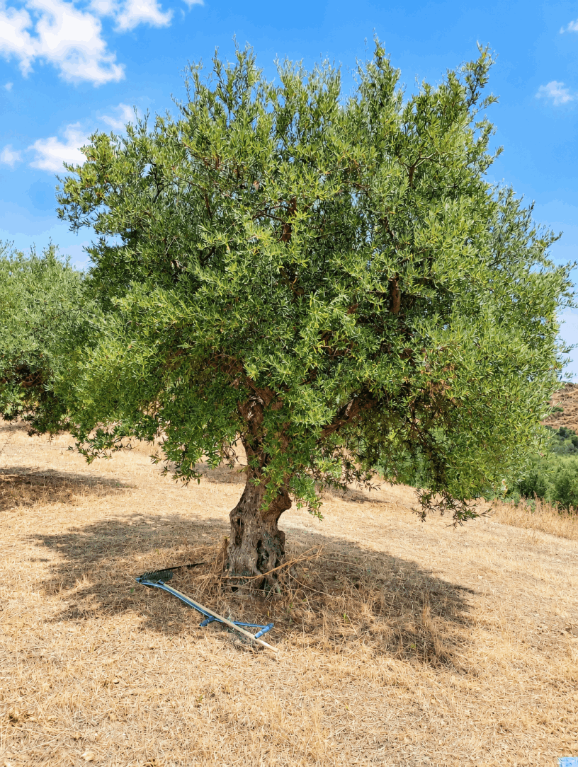 vita-olio Kalabrien