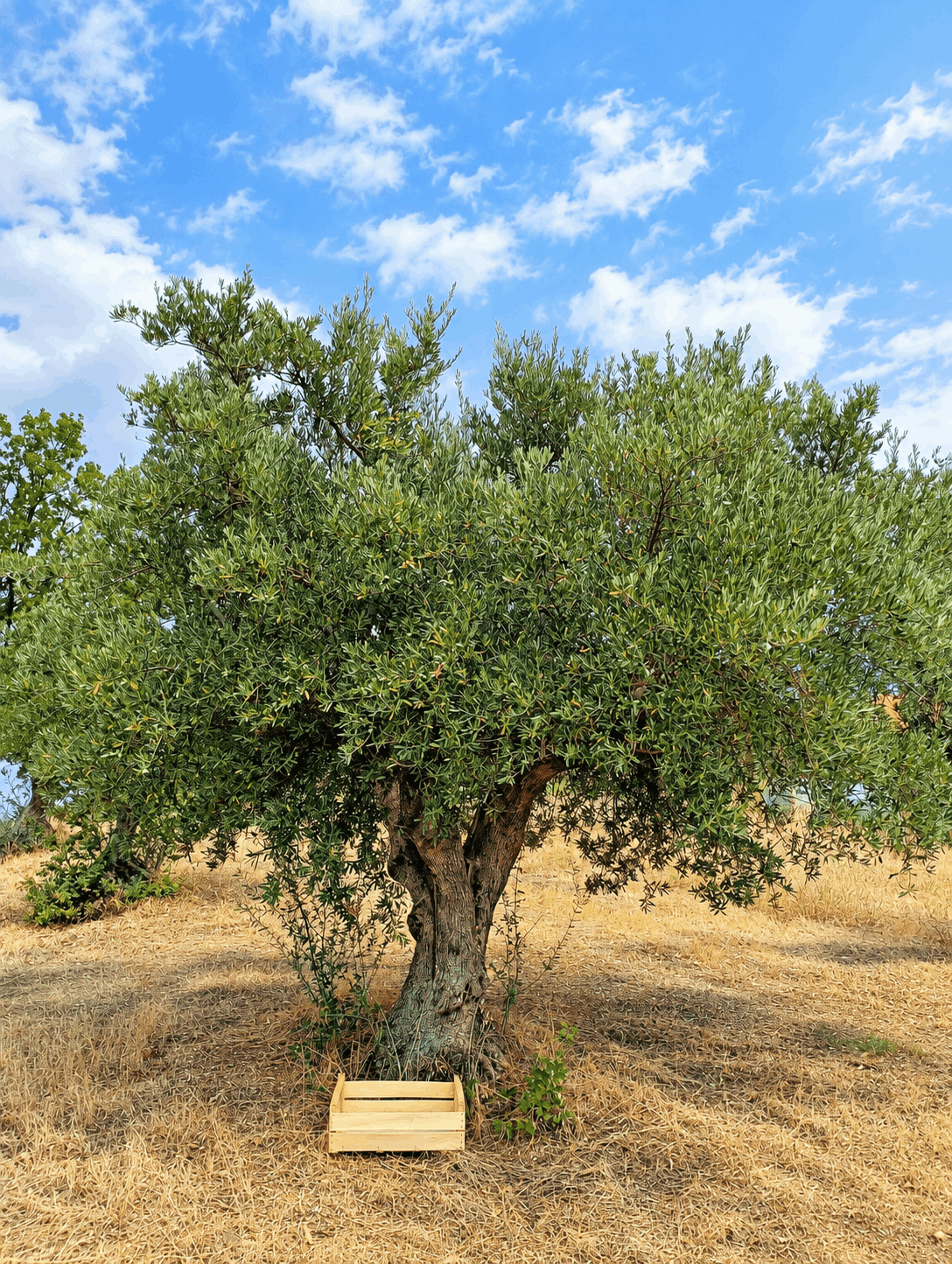 vita-olio Kalabrien
