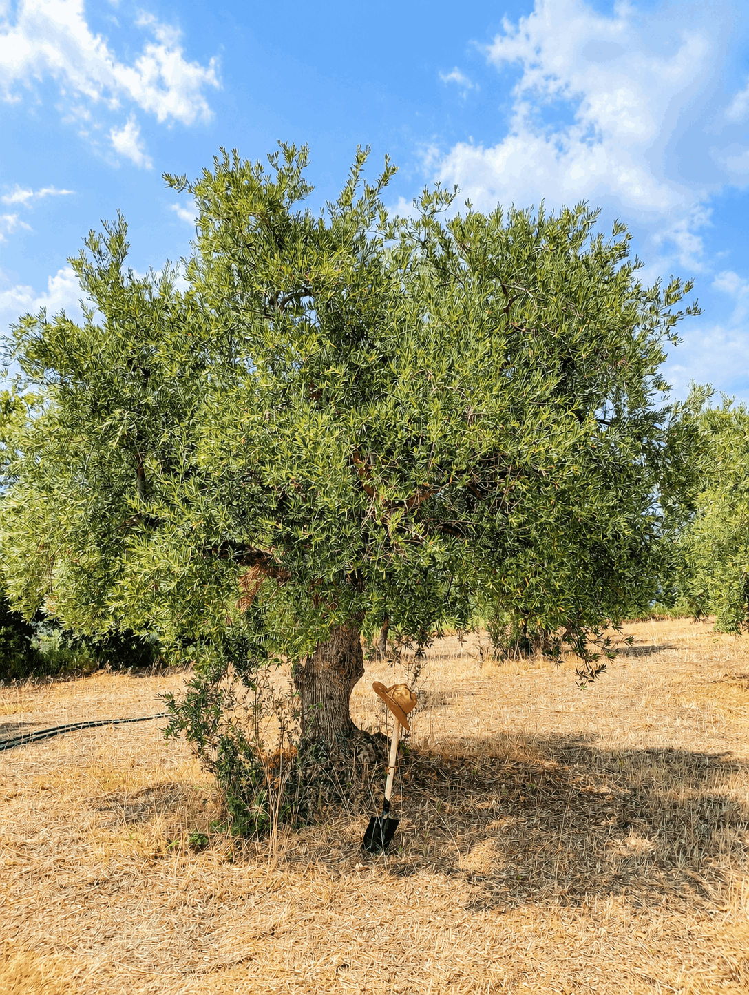 vita-olio Kalabrien