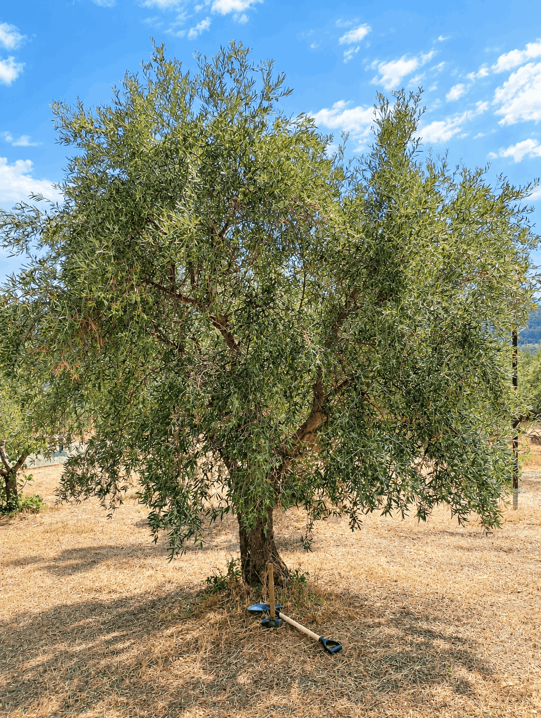 vita-olio Kalabrien