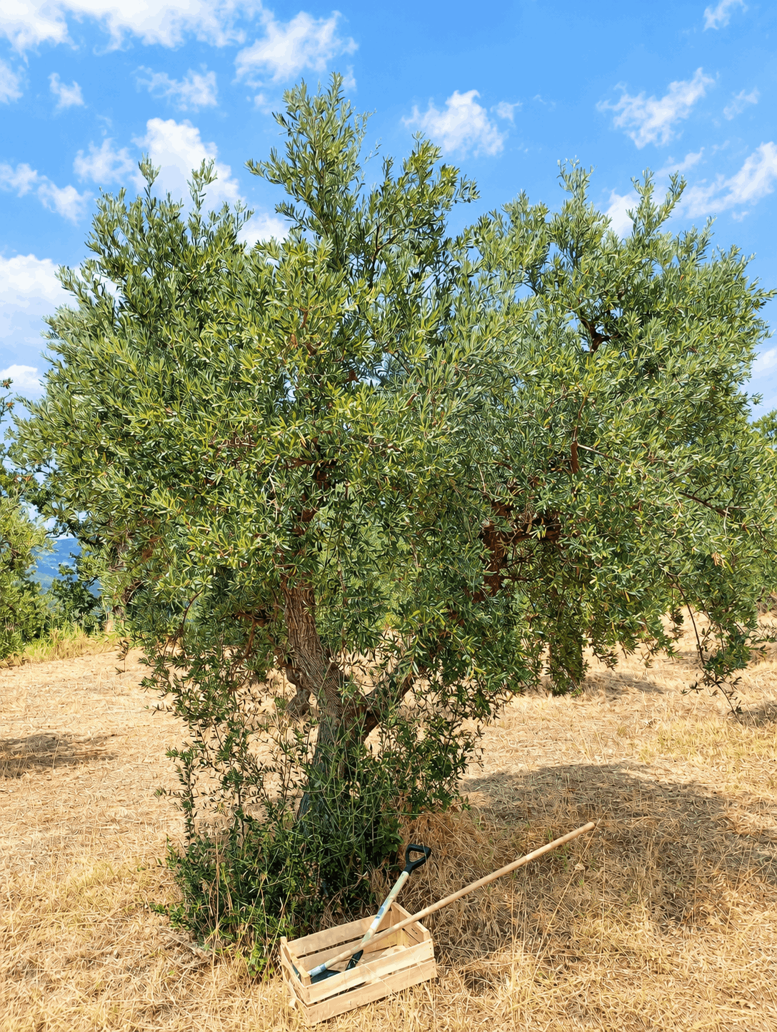vita-olio Kalabrien