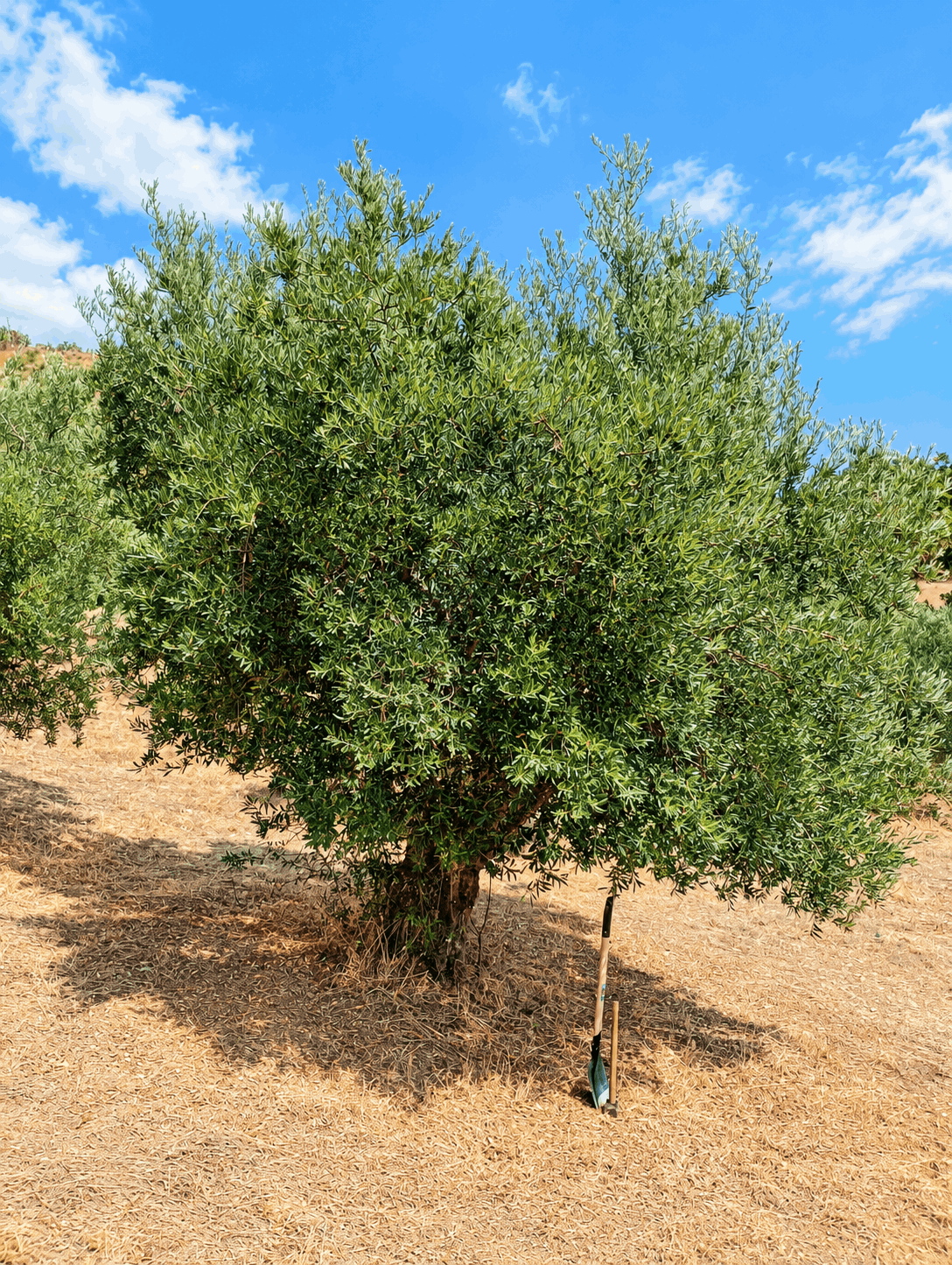 vita-olio Kalabrien